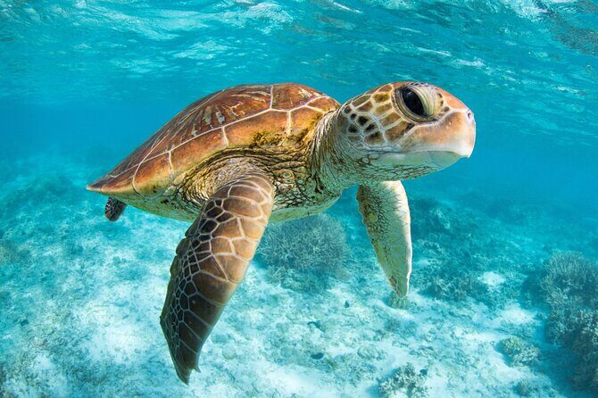 Full Day Tour to Tulum Cenote and Swim with Turtles in Akumal - Who Will Love This Tour?