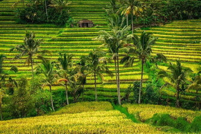 Full Day Tour to Water Temples UNESCO Rice Terraces in Bali - In-Depth Review of the Full-Day Bali Water Temples & Rice Terraces Tour