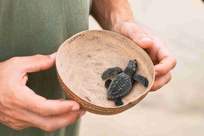 Full Day Tour Turtle Release and Bioluminescence - Exploring Huatulco’s Full Day Tour: Turtle Releases and Bioluminescent Wonders