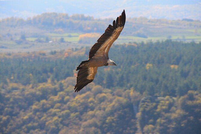 Full Day Trip from Belgrade: Uvac Nature Reserve Tour - Final Thoughts