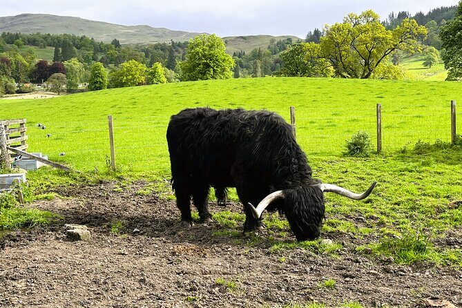 Full-Day Trip: Loch Ness, Glencoe & The Highlands from Edinburgh - The Sum Up