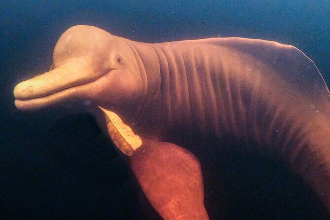 Full Day Trip of Amazon with Lunch - Key Points