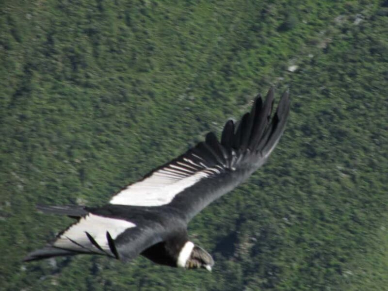 Full Day Trip to Colca Canyon from Arequipa ending in Puno - Key Points