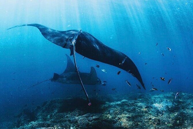 Full Day Trip to Explore 6 Destinations in Labuan Bajo and Komodo - Who Should Consider This Trip?