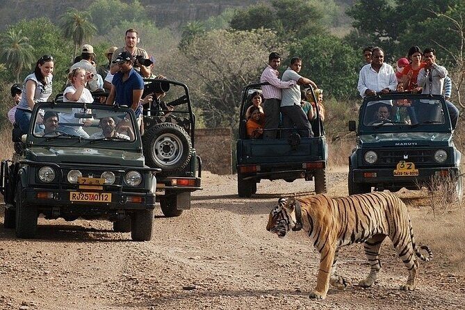 Full-Day Trip to Ranthambore National Park from Jaipur - An In-Depth Look at the Tour Experience