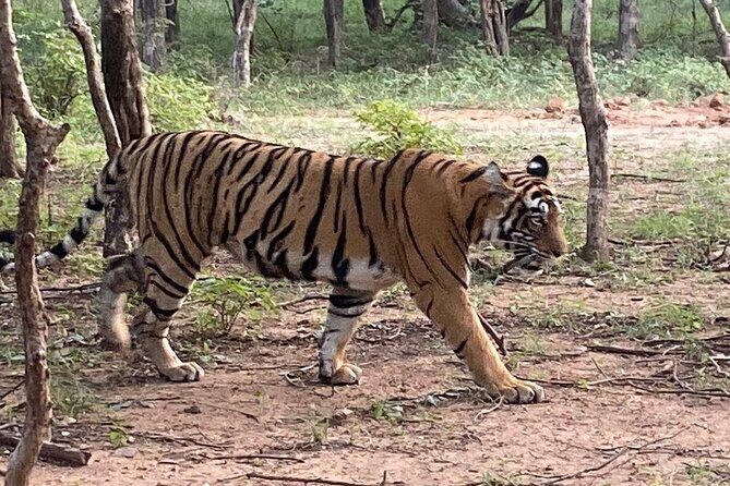 Full-Day Trip to Ranthambore National Park from Jaipur - Who Is This Tour Best For?