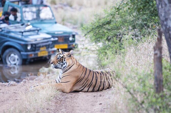 Full Day trip to Ranthambore tiger reserve from Jaipur - What Makes This Tour Stand Out