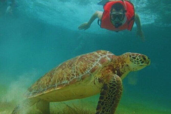 Full day Tulum & Snorkelling with sea turtles, cenote and lunch - An In-Depth Look at the Tour Experience