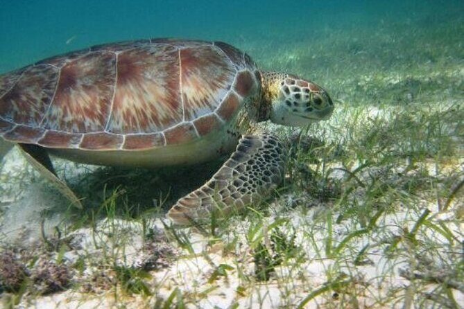 Full day Tulum & Snorkelling with sea turtles, cenote and lunch - FAQ