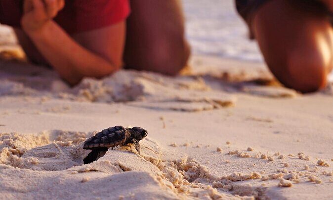 Full Day Turtle Beach Tour With Lake and Mud Baths From Marmaris - The Value Proposition