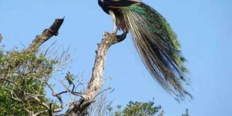 Full Day Udawalawe Safari Adventure with Lunch (Private) - Full Day Udawalawe Safari Adventure with Lunch (Private)