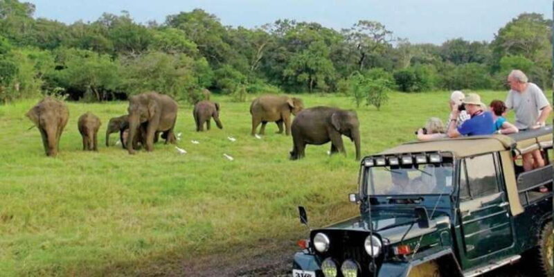 Full Day Udawalawe Safari Adventure with Lunch (Private) - An In-Depth Look at the Udawalawe Full Day Safari