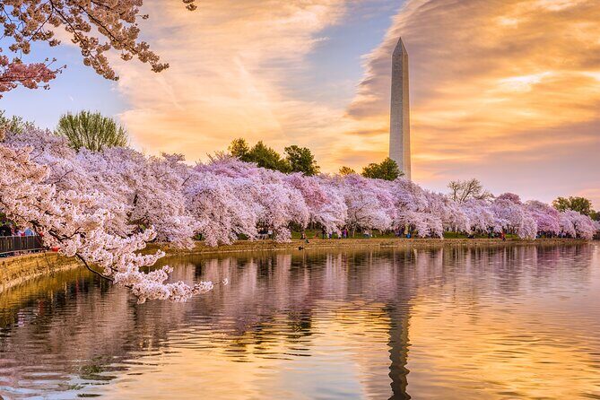 Full Day US Capitol Visit with Cherry Blossom & Potomac Cruise - An In-Depth Look at the Full Day US Capitol Tour