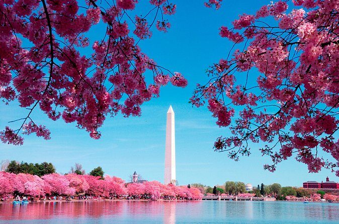 Full Day US Capitol Visit with Cherry Blossom & Potomac Cruise - Who Would Love This Tour?