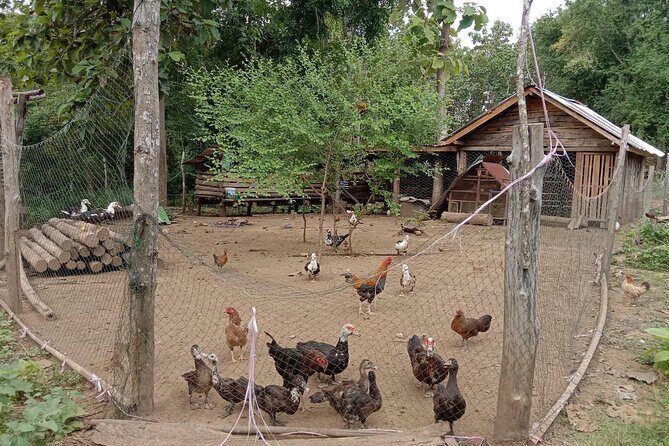 Full Day Visit & Cook at Local family' farm and Hiking to Kuang si waterfalls - A Few Considerations