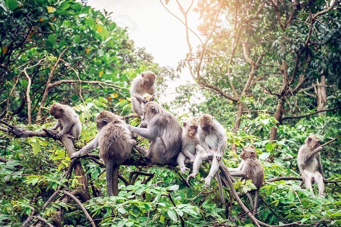 Full Day: Visit UBUD VILLAGE and Around - Famous Sightseeing Tours in Bali - A Detailed Look at the Ubud Full-Day Tour