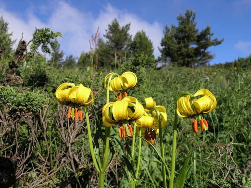 Full-Day Vitosha and Cherni Vruh Peak Hiking Tour - FAQs