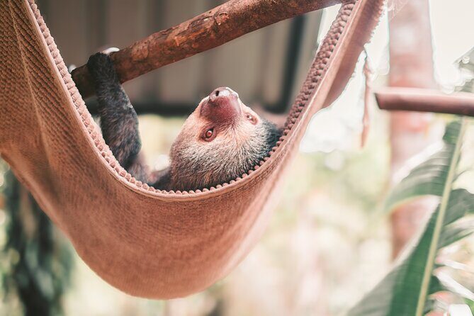 Full Day Volunteer at Wildlife Sanctuary - FAQ