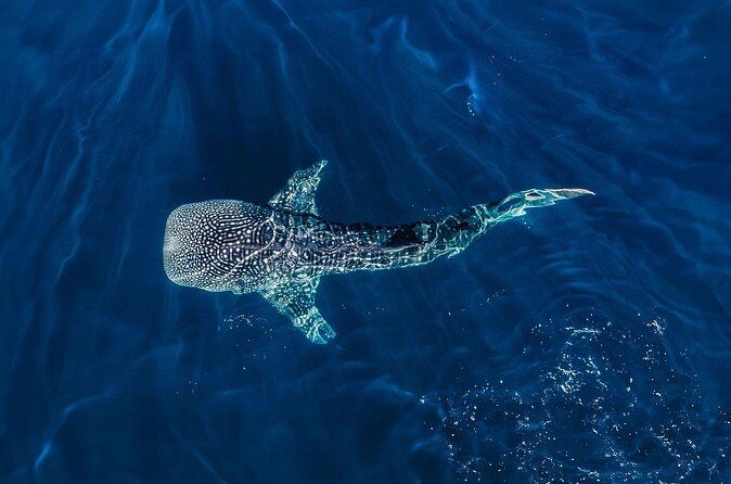 Full-Day Whale Shark Snorkeling Adventure with Beach Lunch - Who should consider this tour?