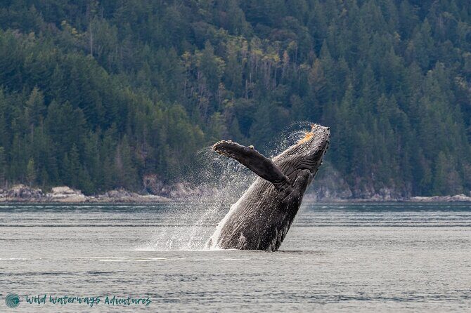 Full Day Whale Watching Campbell River - Discover the Full Day Whale Watching Tour from Campbell River