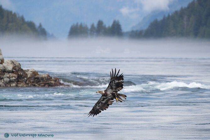 Full Day Whale Watching Campbell River - An In-Depth Look at the Whale Watching Experience