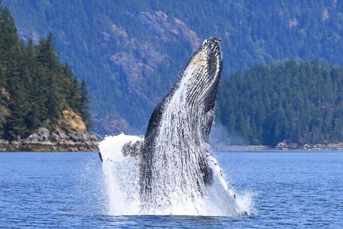 Full Day Whale Watching Campbell River - Final Thoughts