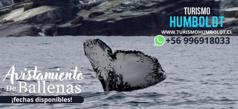 Full Day Whale Watching Marine Reserve Isla Chañaral - Key Points