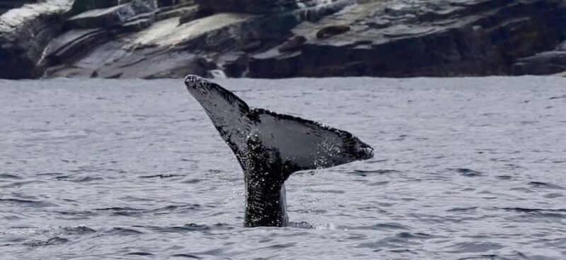 Full Day Whale Watching Marine Reserve Isla Chañaral - Why This Tour Offers Great Value