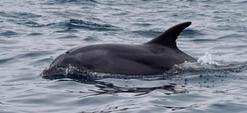 Full Day Whale Watching Marine Reserve Isla Chañaral - Who Should Consider This Tour?