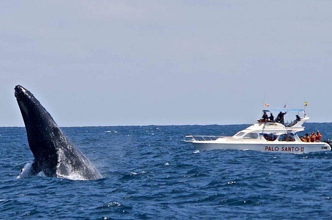 Full-Day Whale Watching Tour in Samana Bay from Cabeza de Toro - The Sum Up: Who Will Love This Tour?