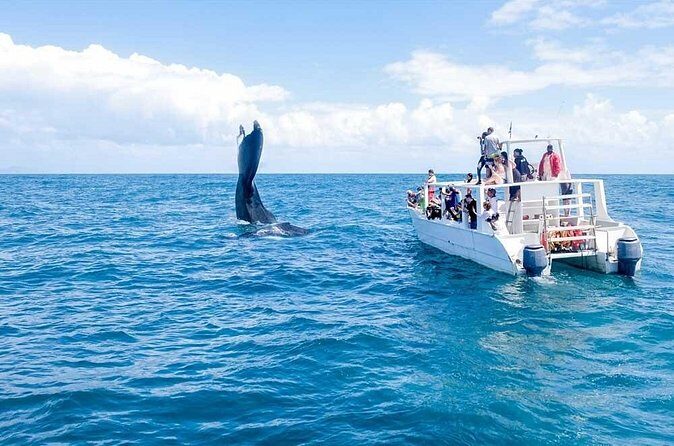 Full-Day Whale Watching Tour in Samana Bay from Cabeza de Toro - FAQs