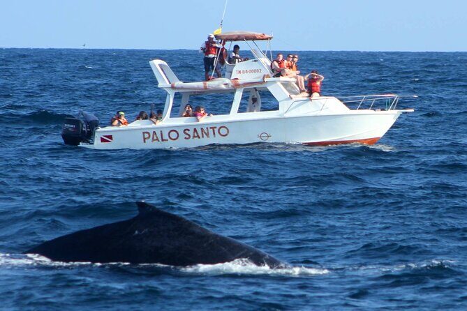 Full-day Whale watching Tour in Samana Bay from Uvero Alto - Exploring Cayo Levantado: The Island of Powder-White Sand
