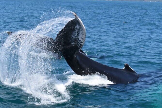 Full-day Whale watching Tour in Samana Bay from Uvero Alto - The Adventure Continues: El Limón Waterfall Safari