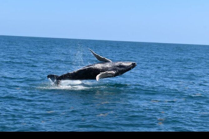 Full-day Whale watching Tour in Samana Bay from Uvero Alto - Authenticity and Value