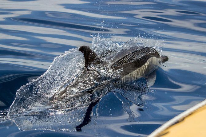 Full-Day Whales & The Princess Ring Islet (incl. Lunch) - Detailed Breakdown of the Itinerary