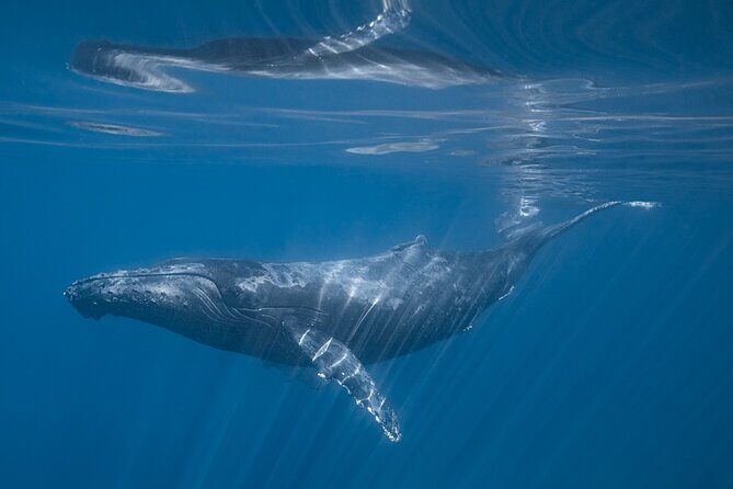 Full Day Wildlife Expedition in the Sea of Cortez - FAQ