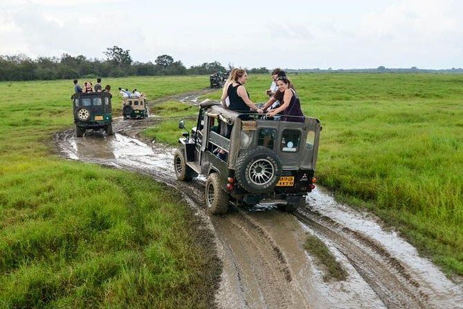 Full Day Wilpaththu National Park Safari (All Inclusive) - Discover Wilpattu National Park on a Full-Day Safari