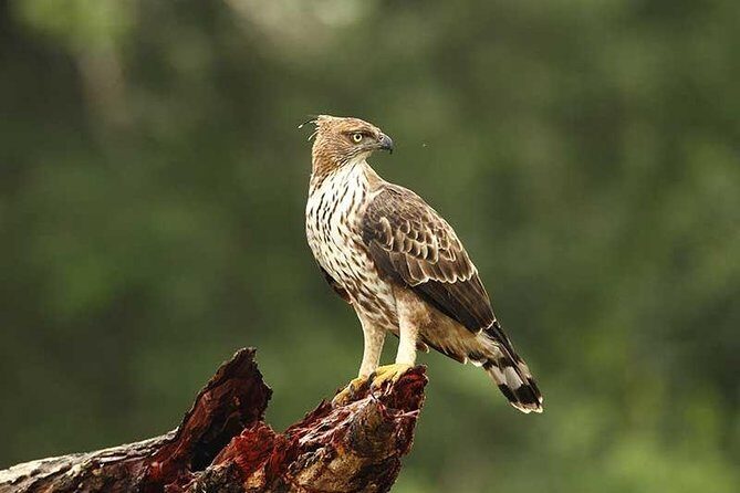 Full Day Wilpaththu National Park Safari (All Inclusive) - Key Points