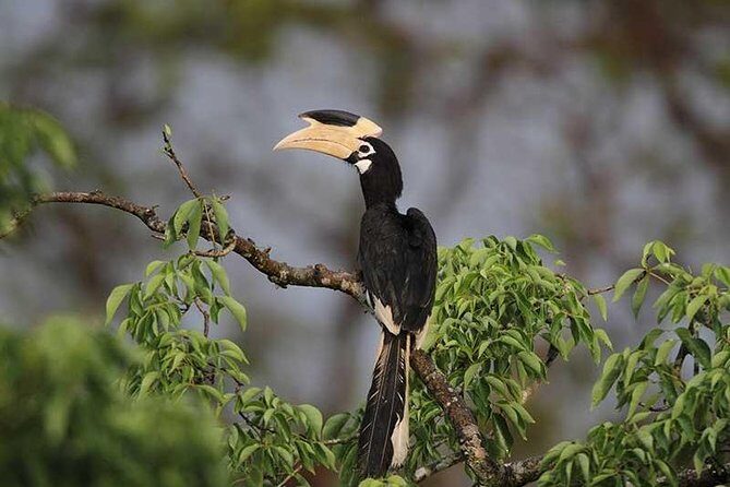 Full Day Wilpaththu National Park Safari (All Inclusive) - The Value of This Safari