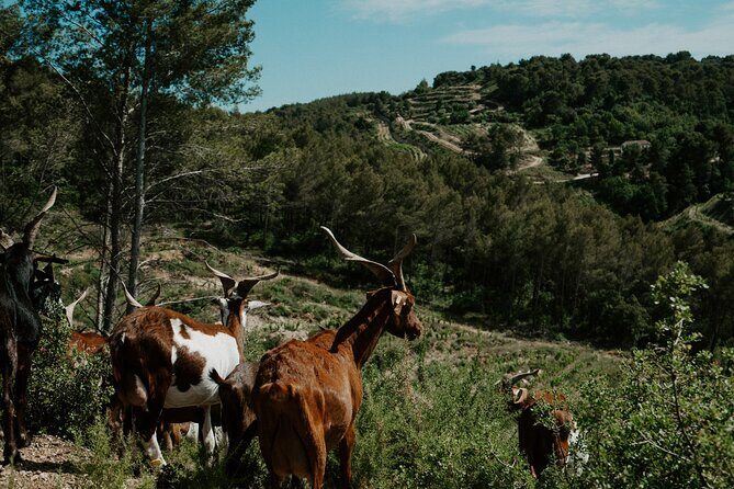 Full-Day Wine and Cheese Tour around Aix-en-Provence from Marseille - A Detailed Look at the Provence Wine and Cheese Journey