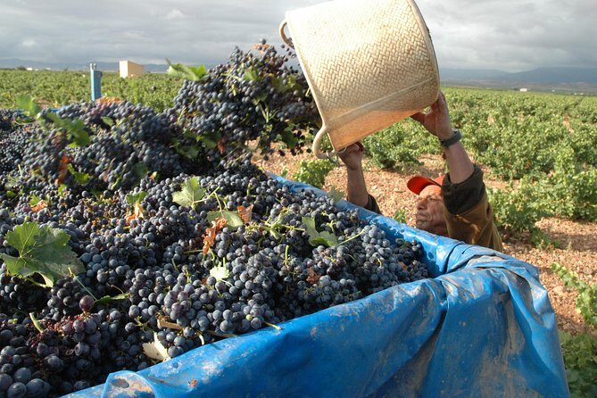 Full-Day Wine Excursion and Visit Goya Birthplace - Authentic Experiences and Practical Considerations