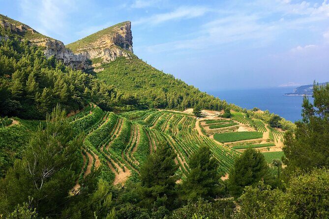 Full-day Wine Tour around Bandol & Cassis from Marseille - Discover the Flavors of Provence: Full-day Wine Tour around Bandol & Cassis from Marseille