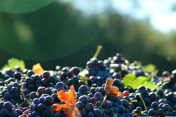 Full-Day Wine Tour around Luberon from Marseille - Who Should Consider This Tour?