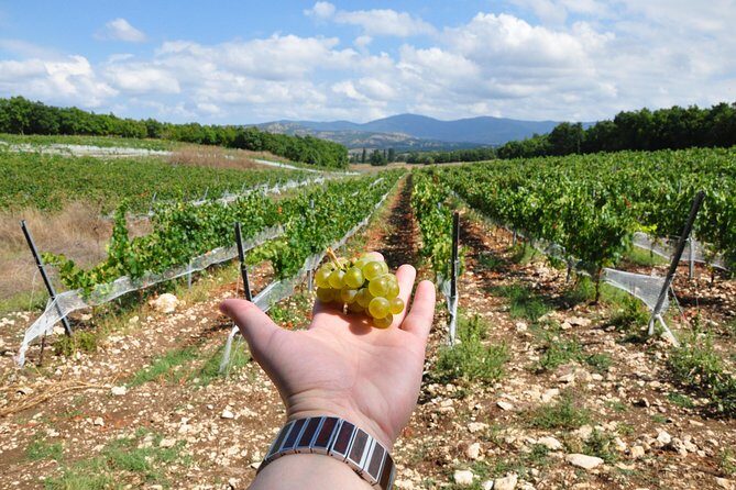 Full-Day Wine Tour from Istanbul - Practical Tips for Travelers