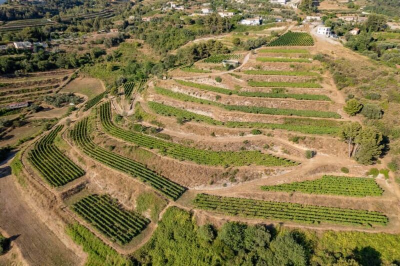 Full-Day Wine Tour in Bellet & Saint-Paul de Vence From Nice - An In-Depth Look at the Tour Experience