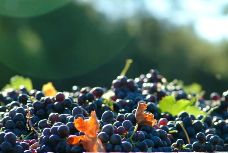 Full-Day Wine Tour in Bellet & Saint-Paul de Vence From Nice - Who This Tour Is Best For