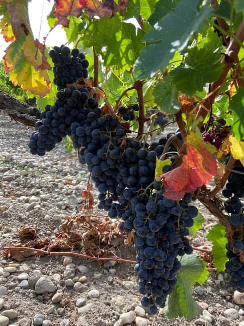 Full Day Wine tour in saint emilion & Margaux - A Deep Dive into the Experience