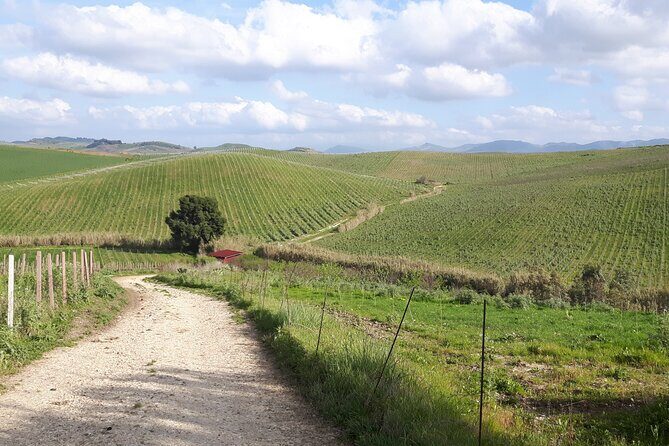 Full-Day Wine Tour in Western Sicily - In-Depth Review of the Full-Day Wine Tour in Western Sicily