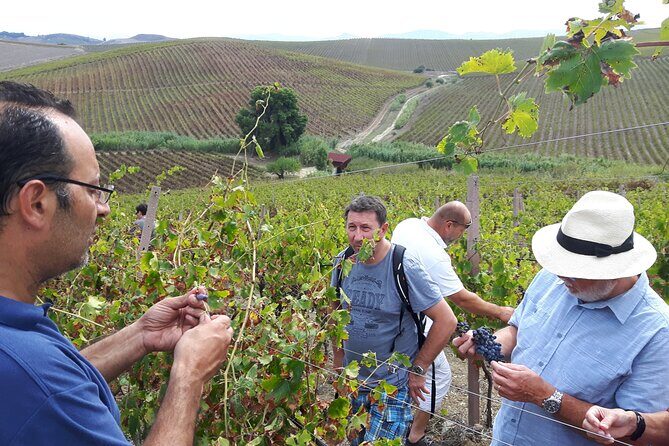 Full-Day Wine Tour in Western Sicily - FAQ