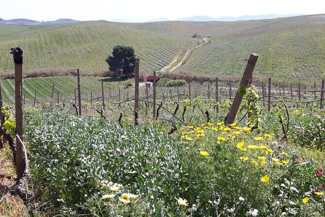 Full-Day Wine Tour in Western Sicily - Final Words